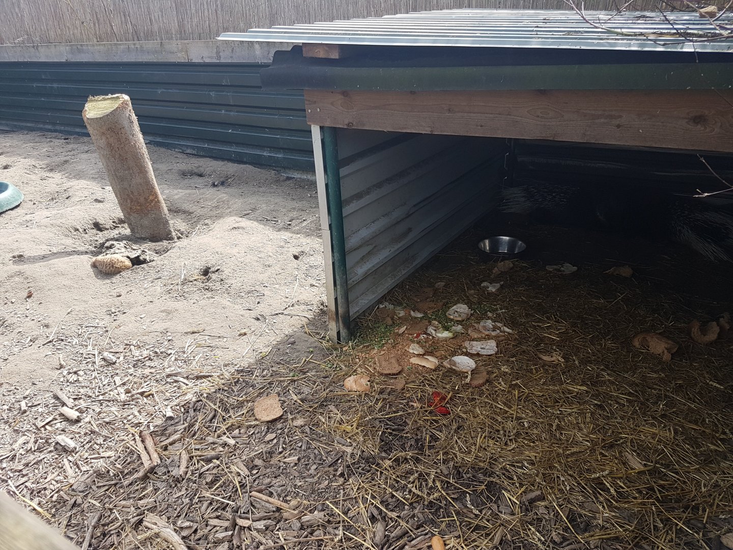 Porcupine-enclosure