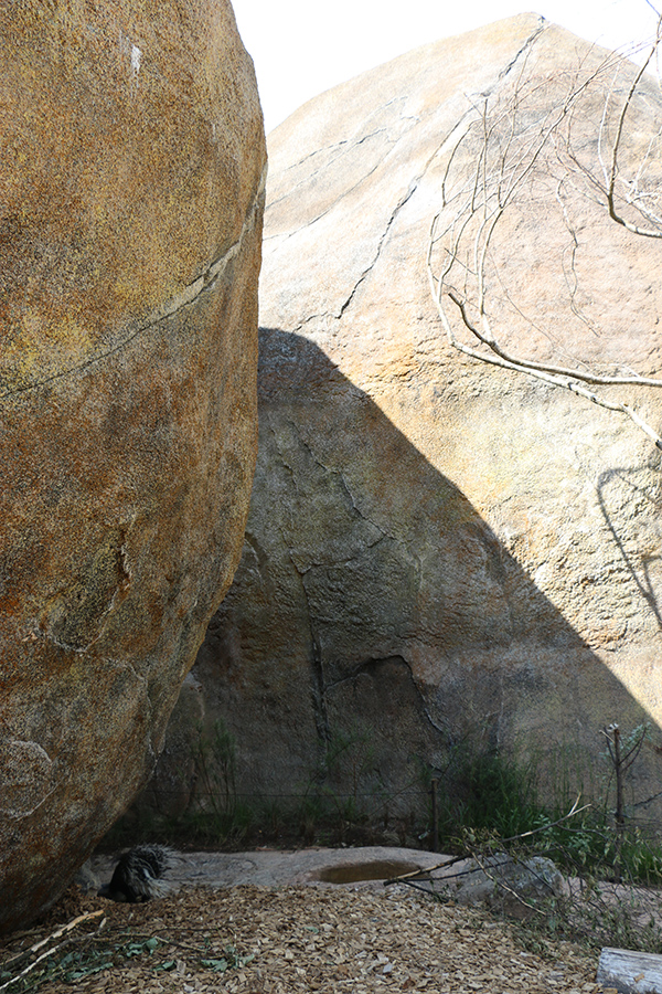 porcupine enclosure
