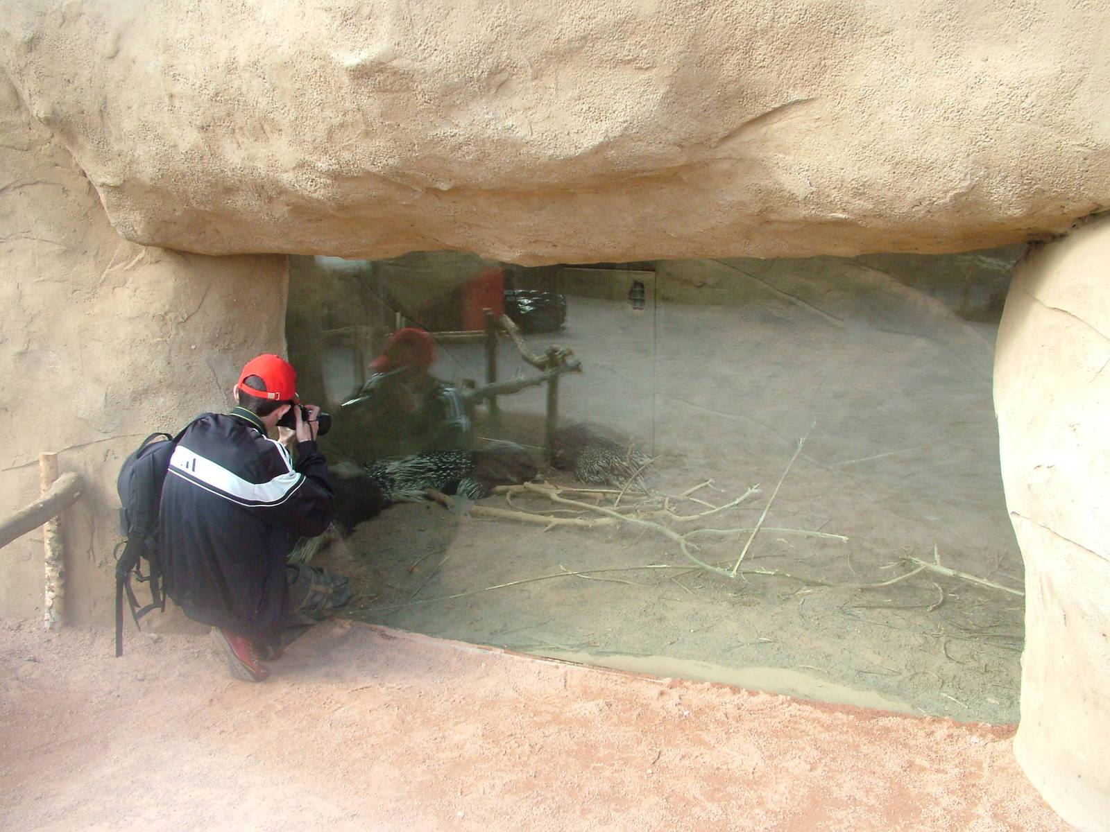 Porcupine Exhibit at Chester, 16/04/11
