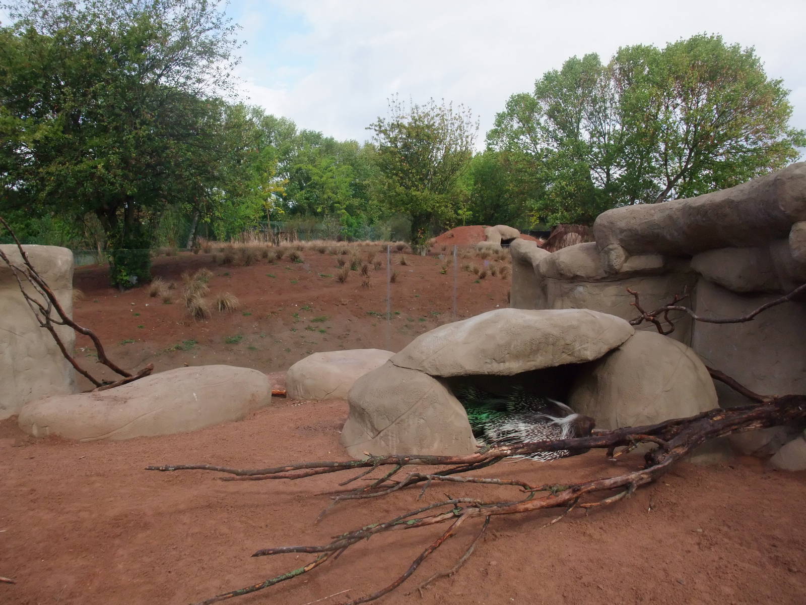 Porcupine Exhibit at Chester, 16/07/11
