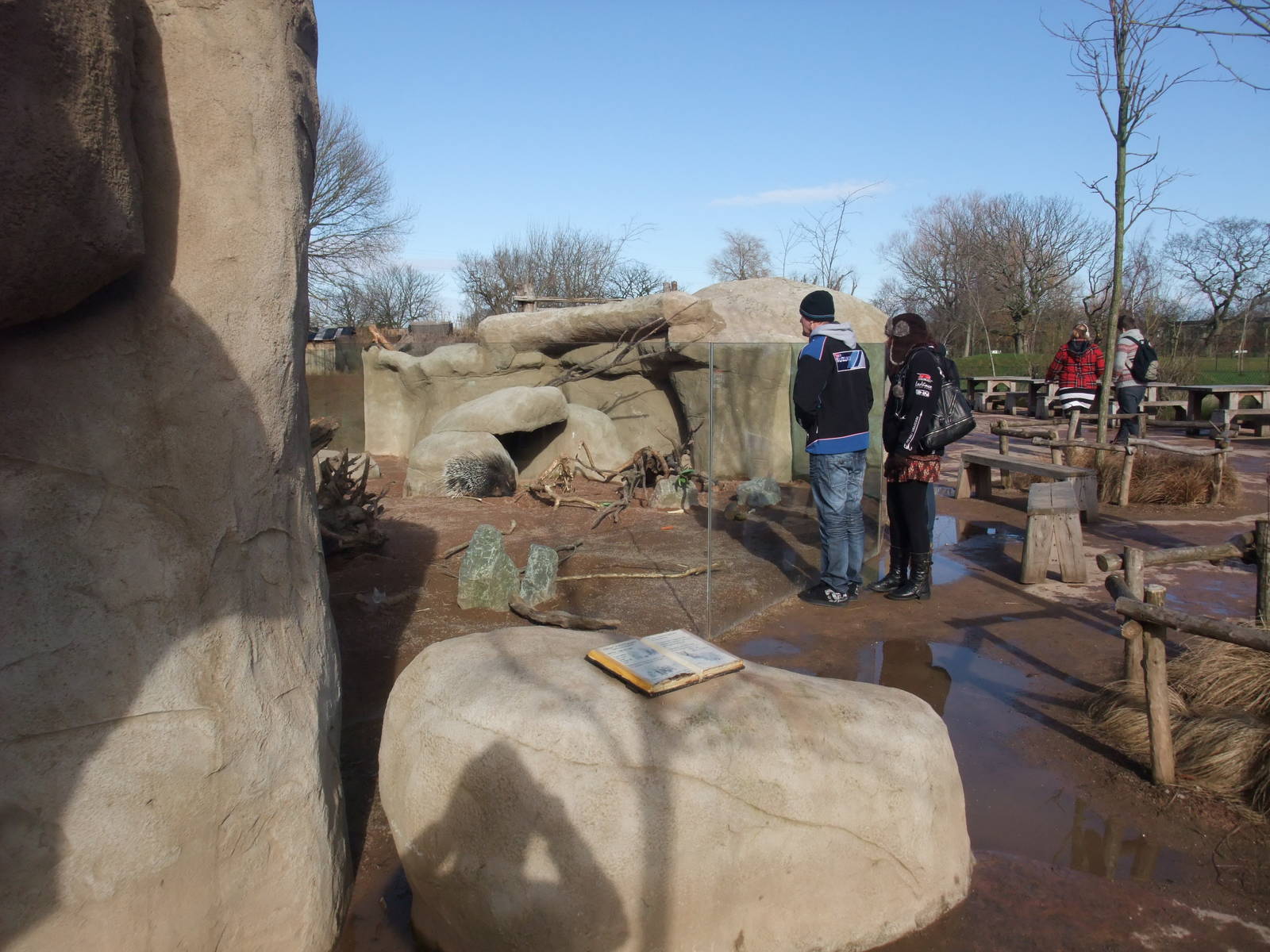 Porcupine Exhibit at Chester, 19/02/12