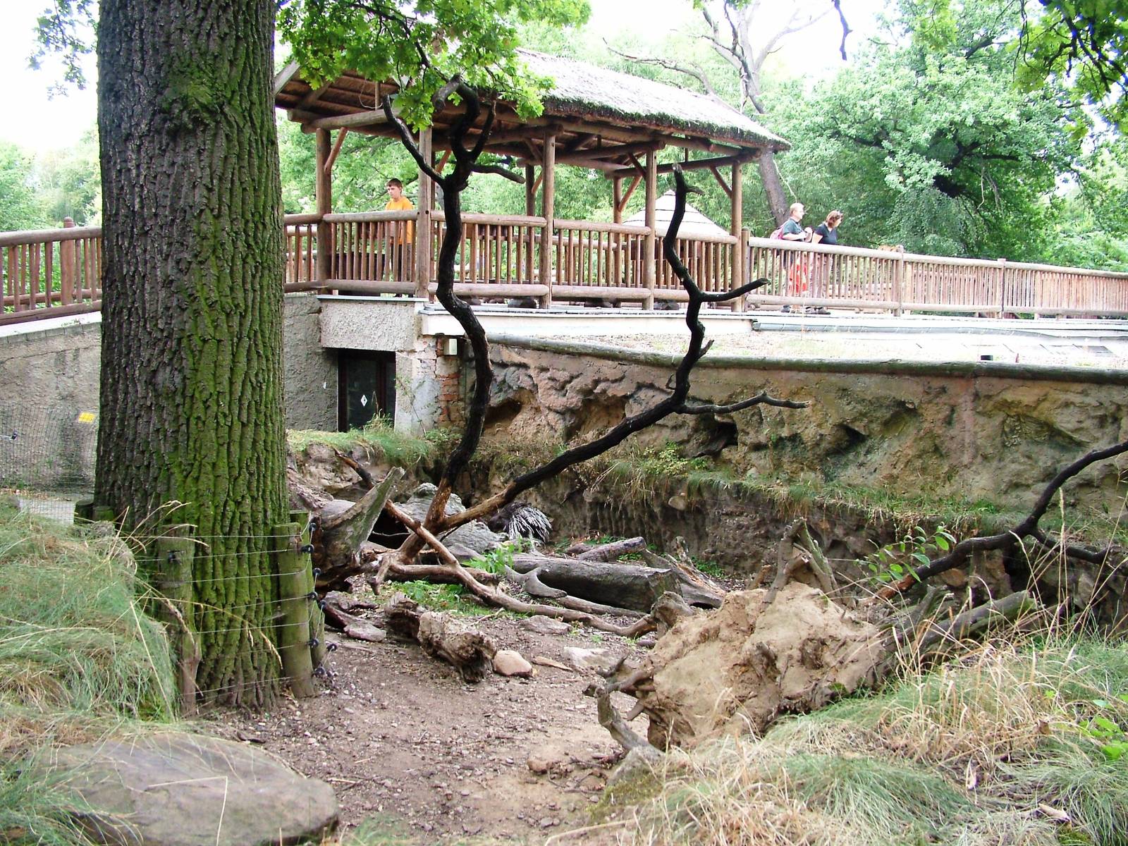 Porcupine Exhibit at Chomutov, 30/08/12