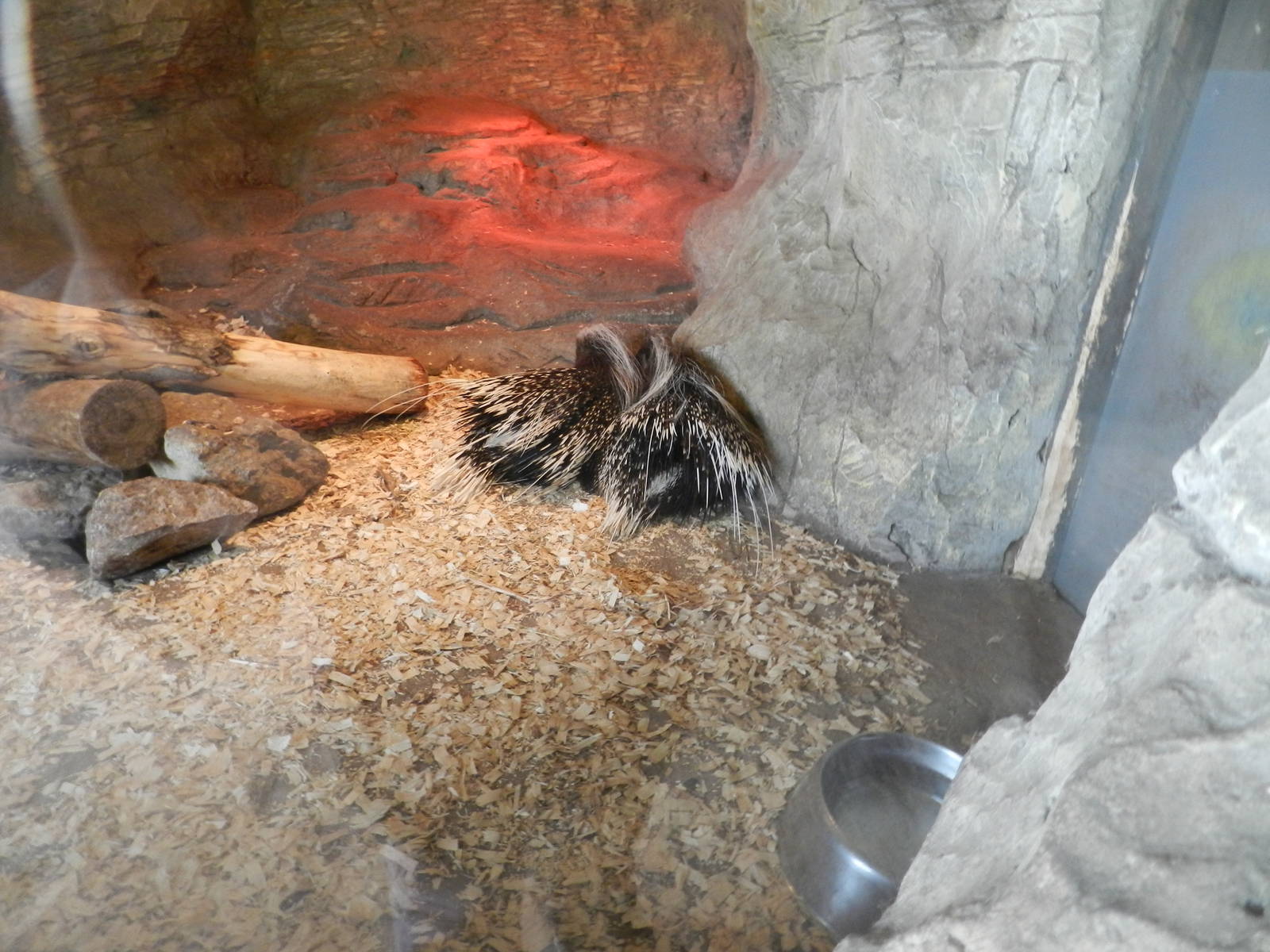 Porcupine Exhibit at Flamingo Land - 14/10/2012
