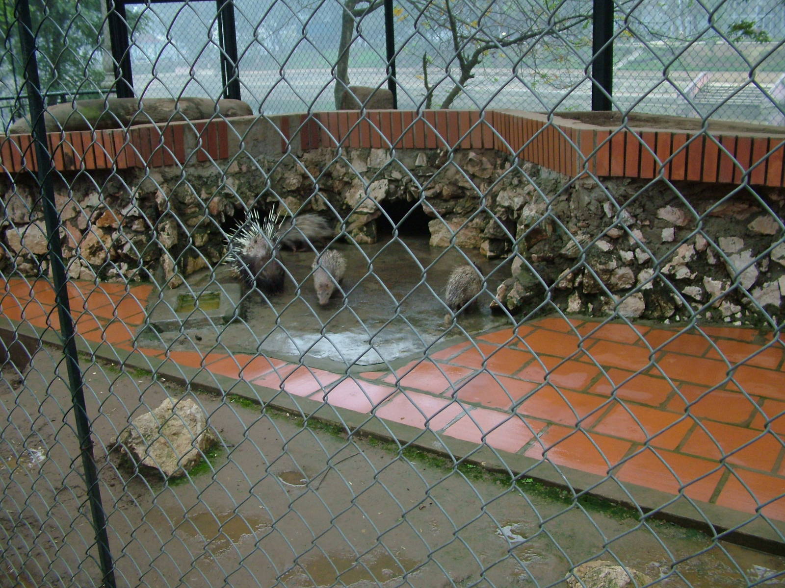 Porcupine Exhibit at Hanoi Zoo, 15/03/12