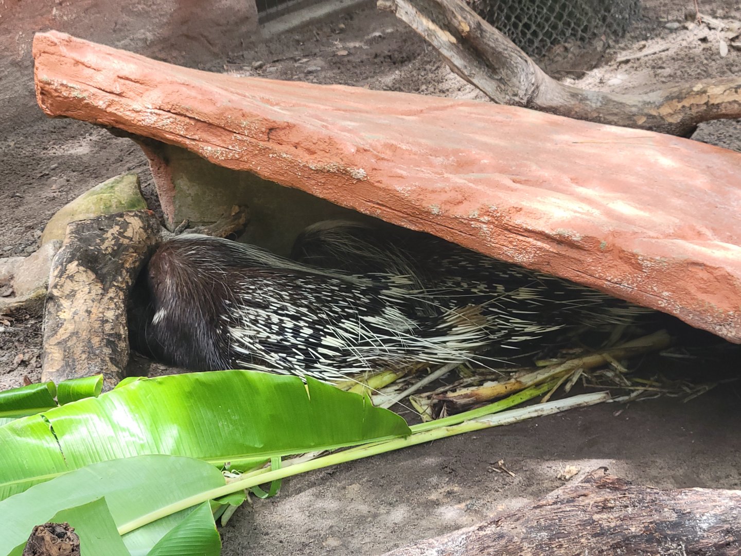 Porcupine Exhibit Back Open