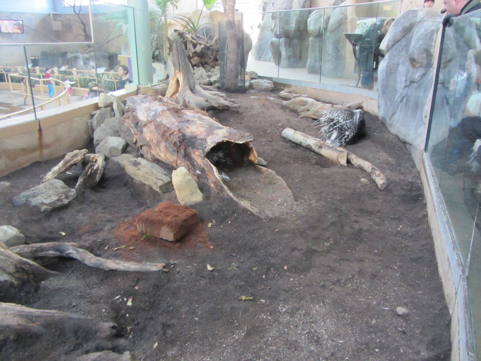 Porcupine Exhibit