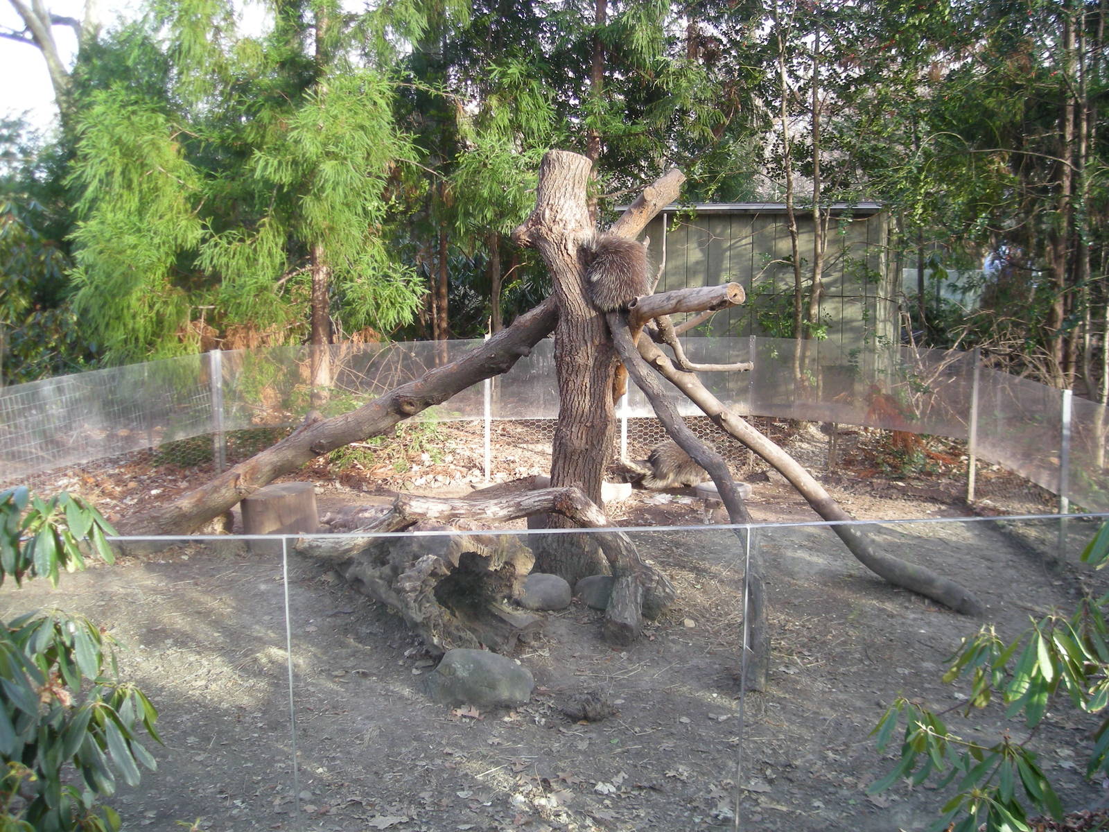 Porcupine Exhibit