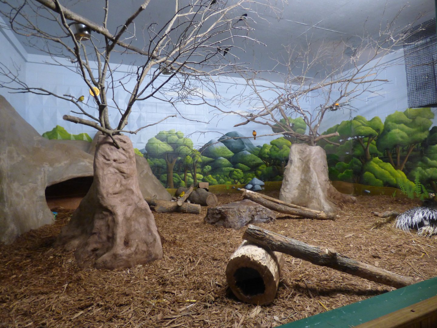 Porcupine exhibit