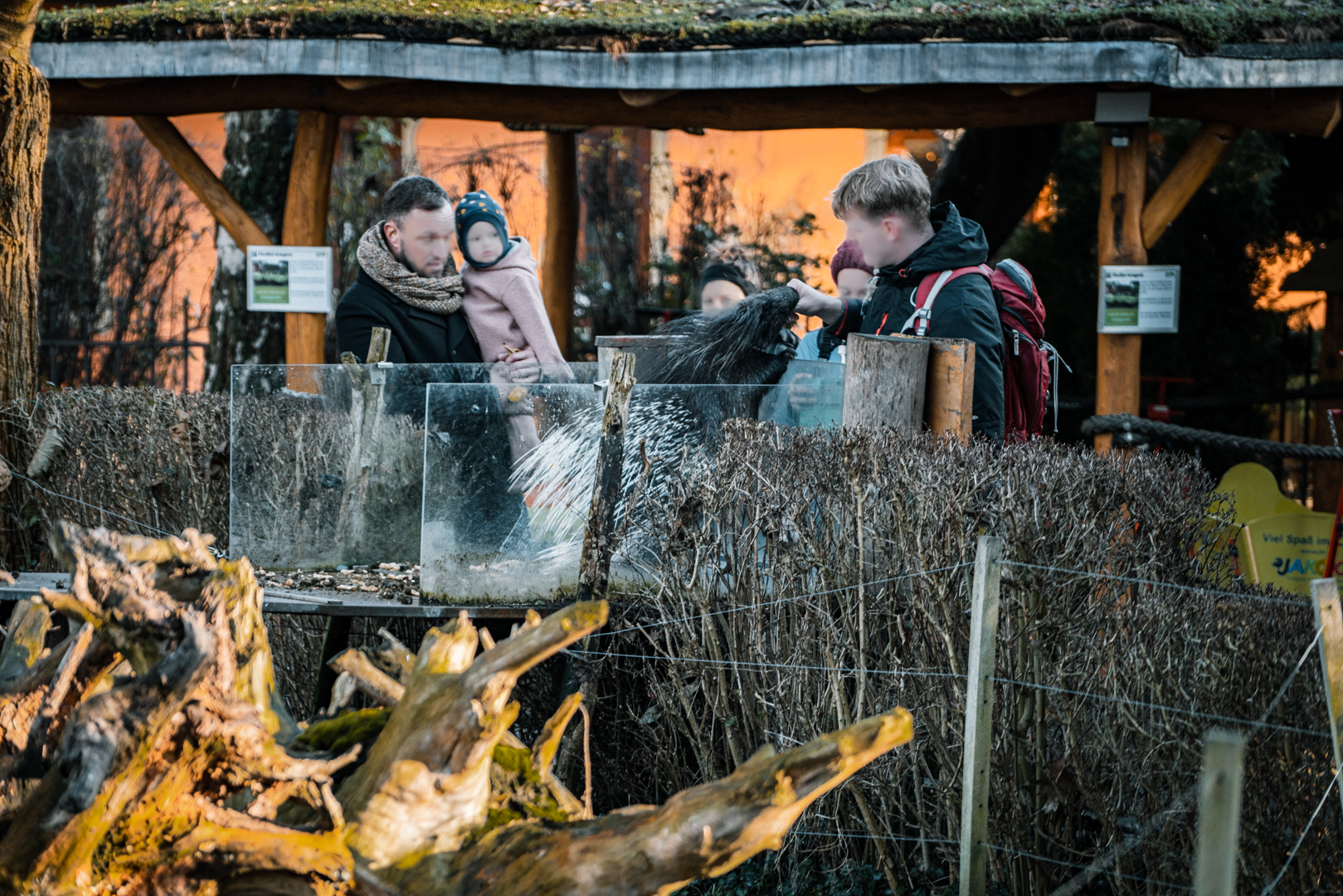 "Porcupine feeding station"