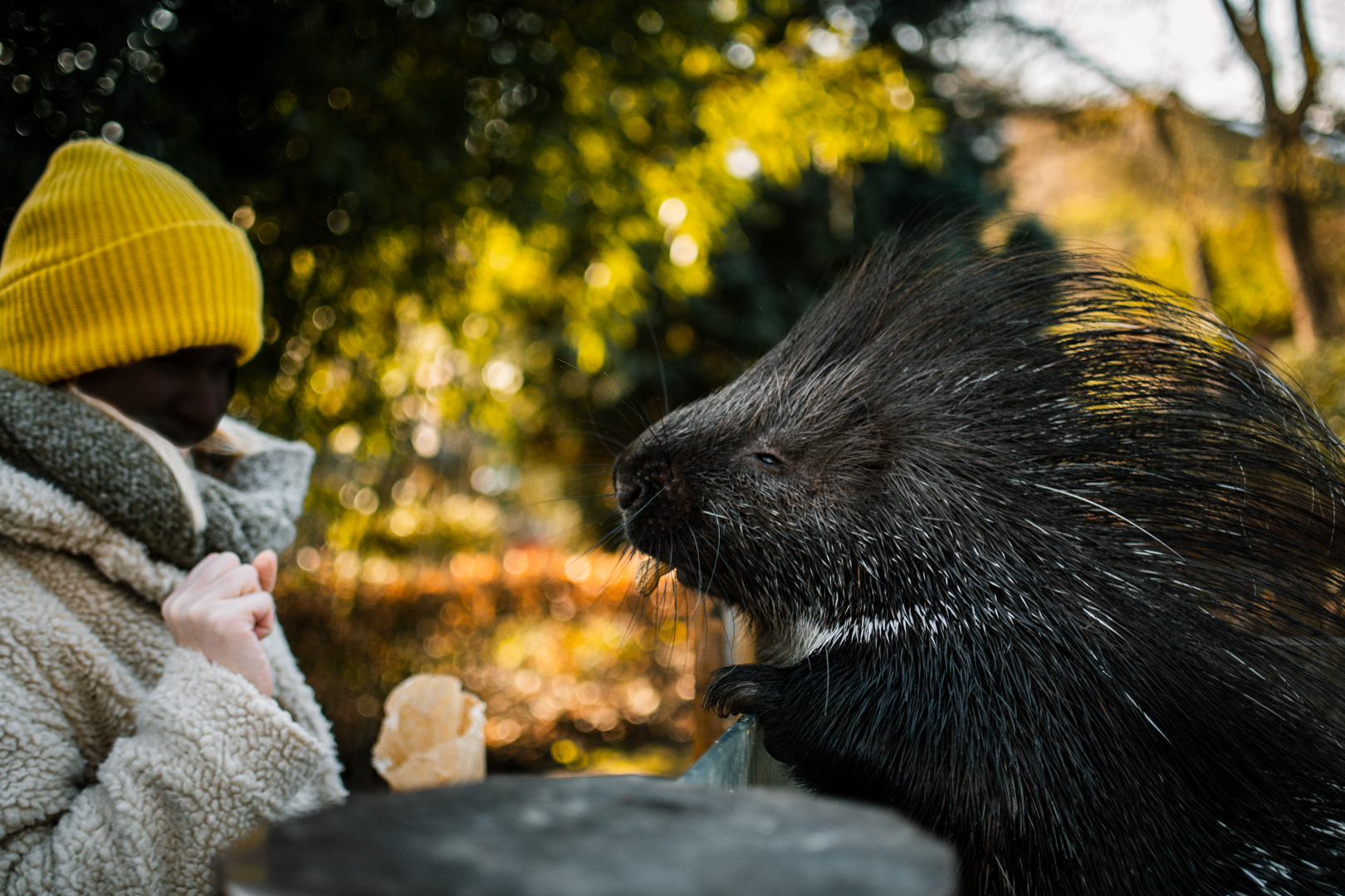 "Porcupine feeding station"