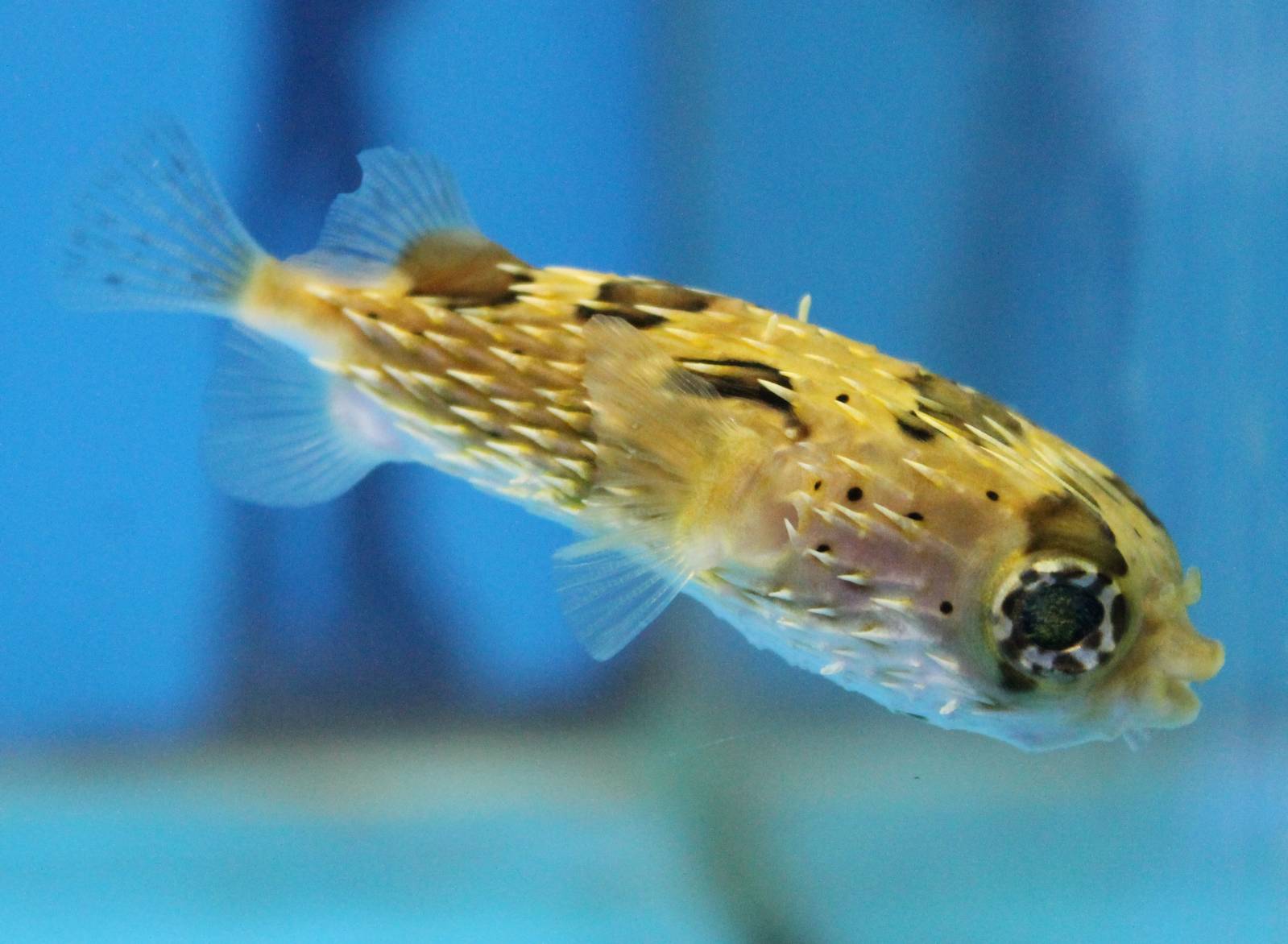 Porcupine fish ID