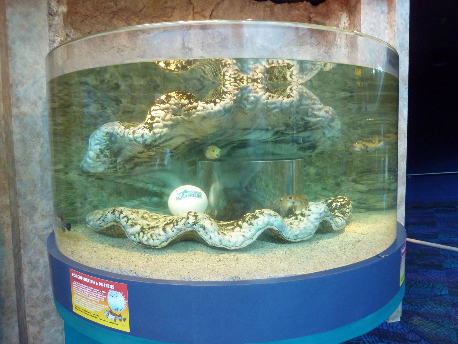 Porcupine Fish/Puffer Fish Pop-Up Bubble Tank