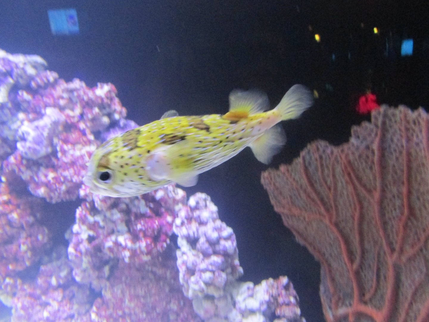 porcupine fish