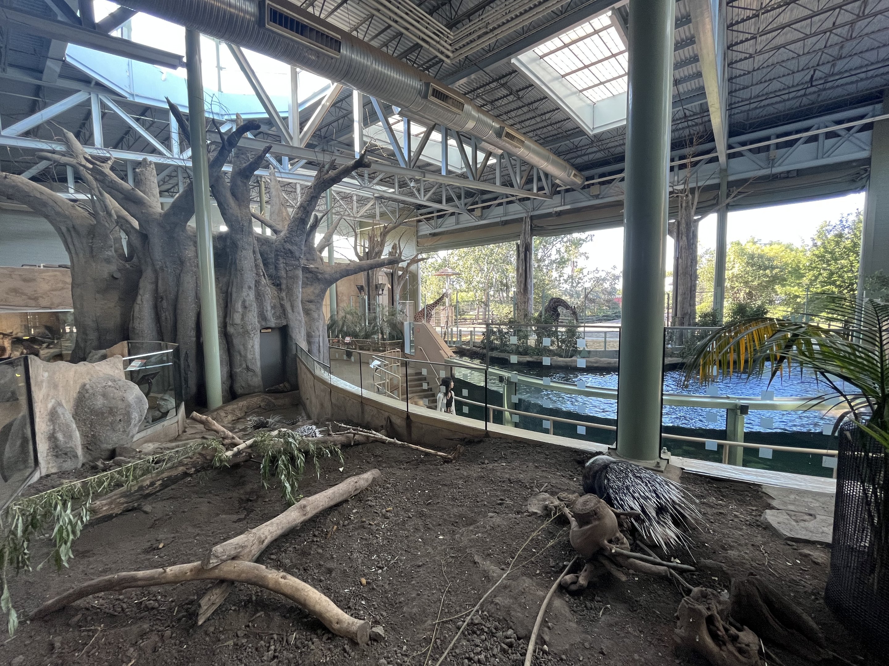 Porcupine/Hippo/Giraffe Exhibits