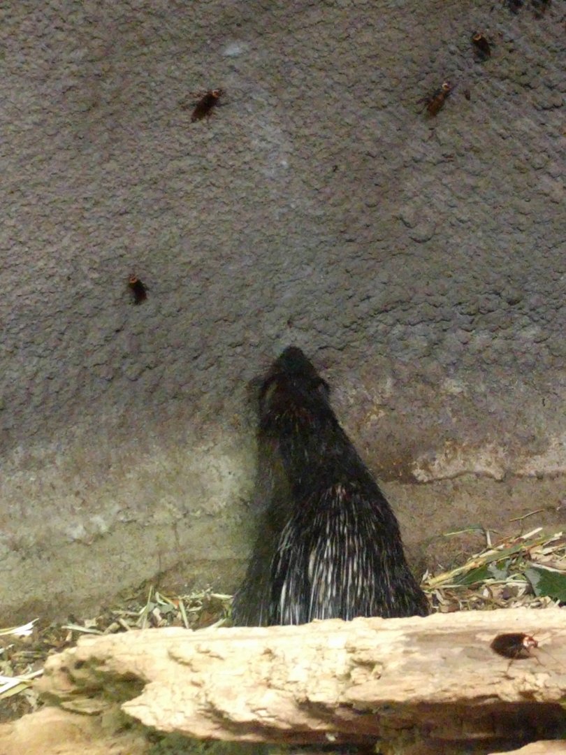 Porcupine ID Zoo Praha 2018