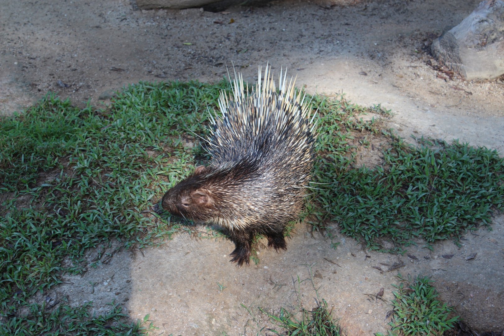 Porcupine ID?