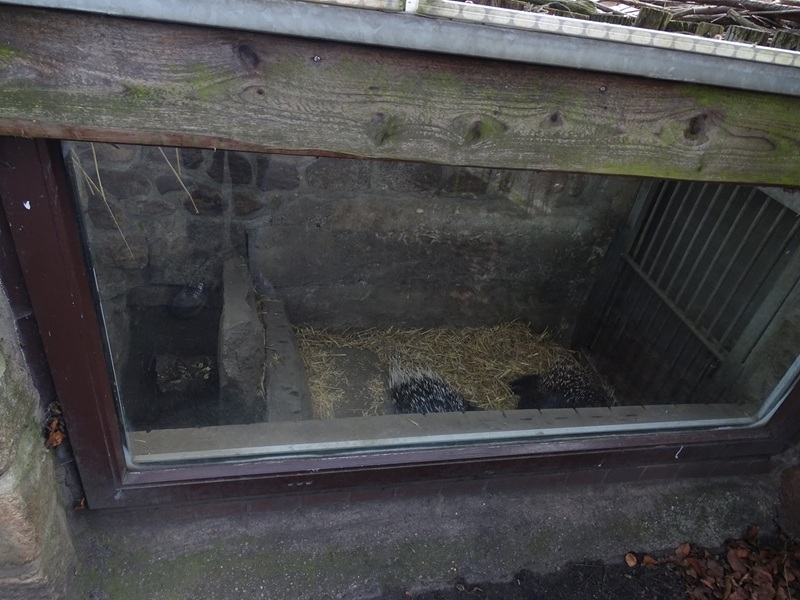 Porcupine indoor enclosure