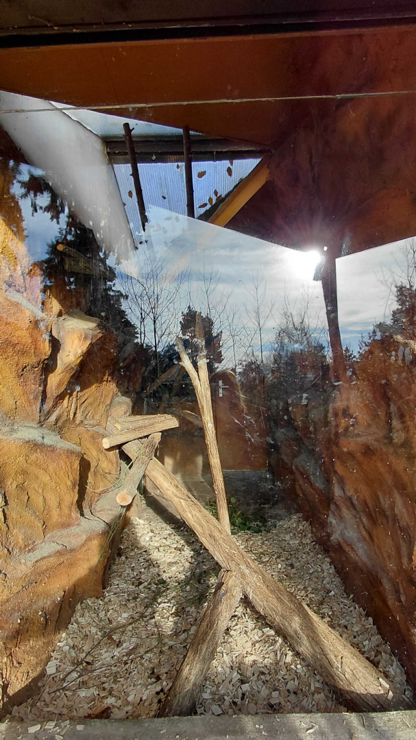 Porcupine indoor exhibit #1