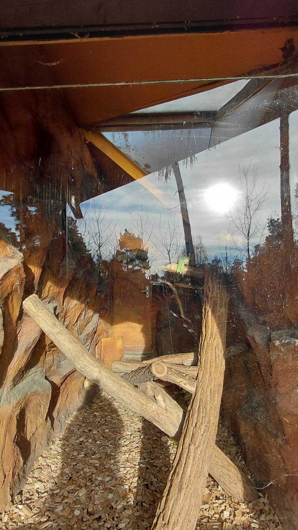 Porcupine indoor exhibit #2