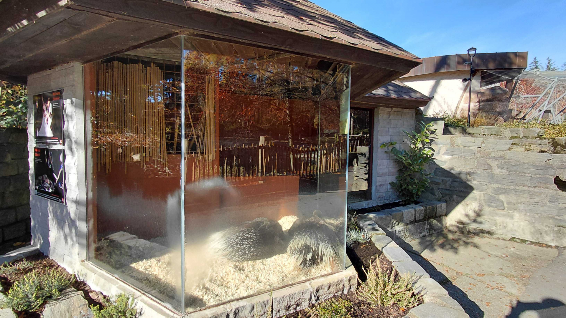 Porcupine indoor exhibit