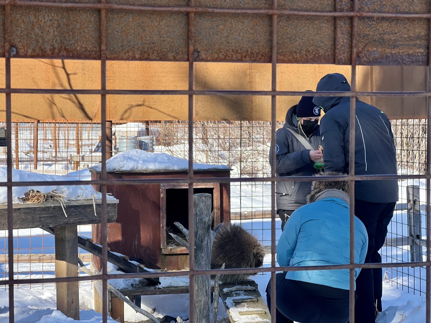 Porcupine Interaction