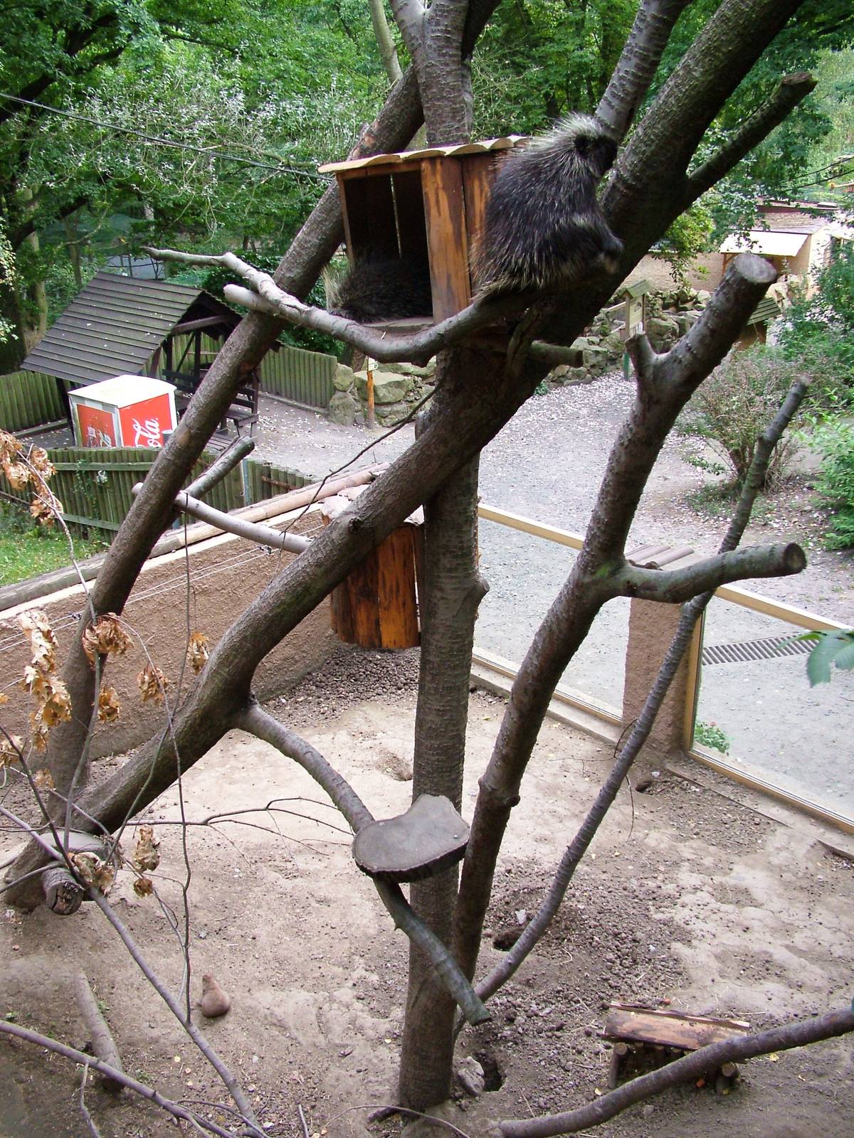 Porcupine/Marmot Exhibit at Decin, 28/08/12