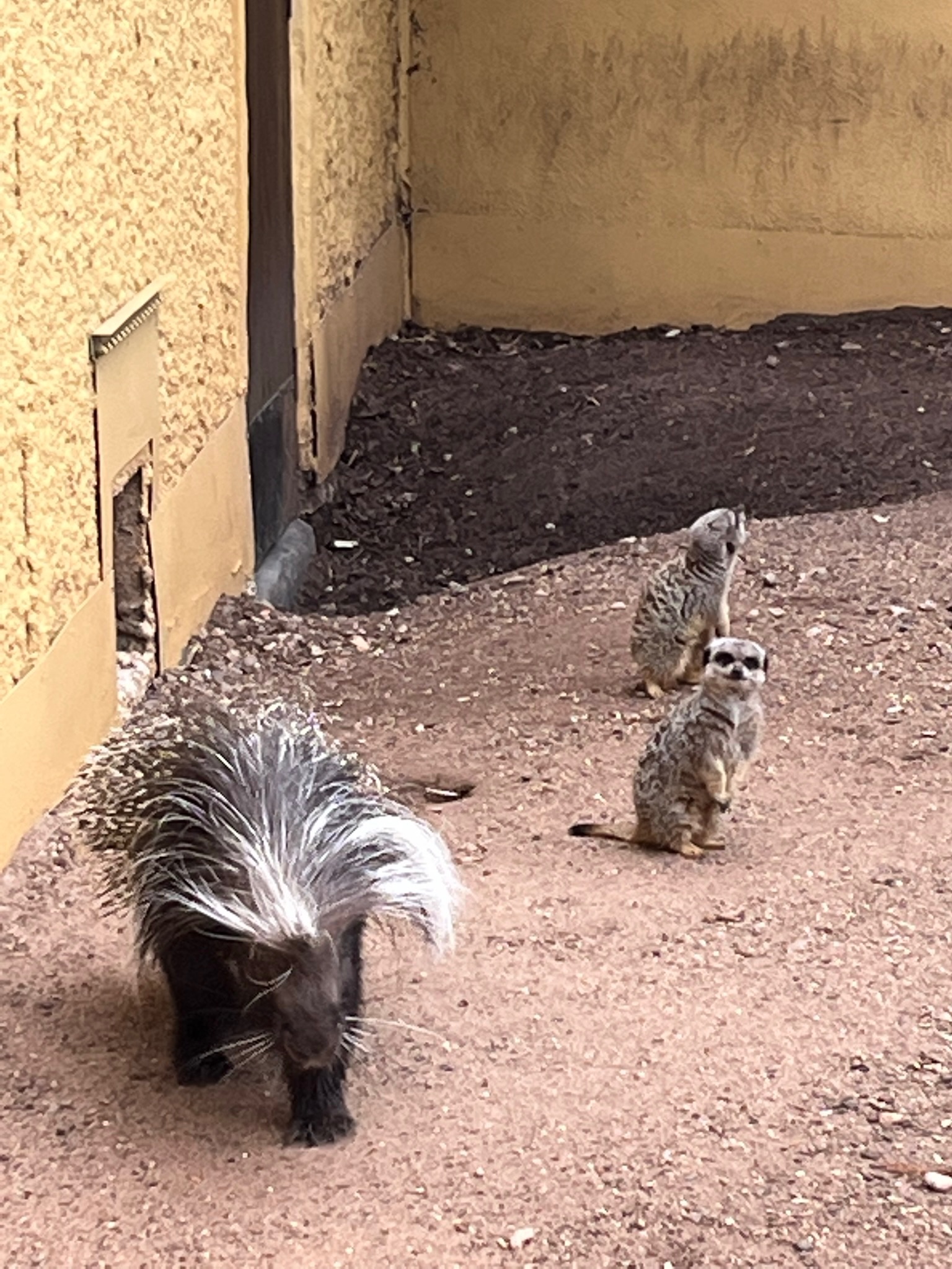 Porcupine / meerkat