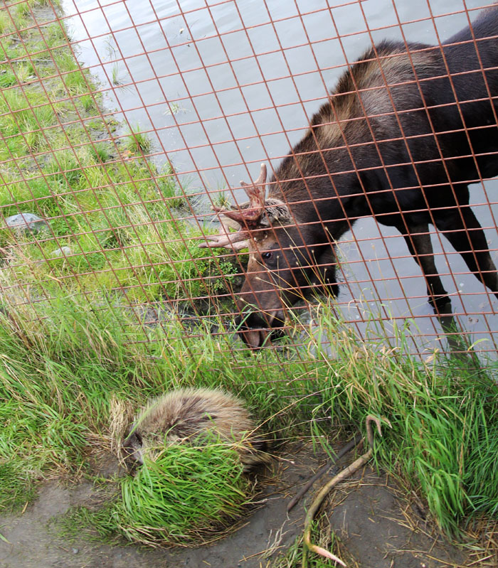 porcupine meets moose