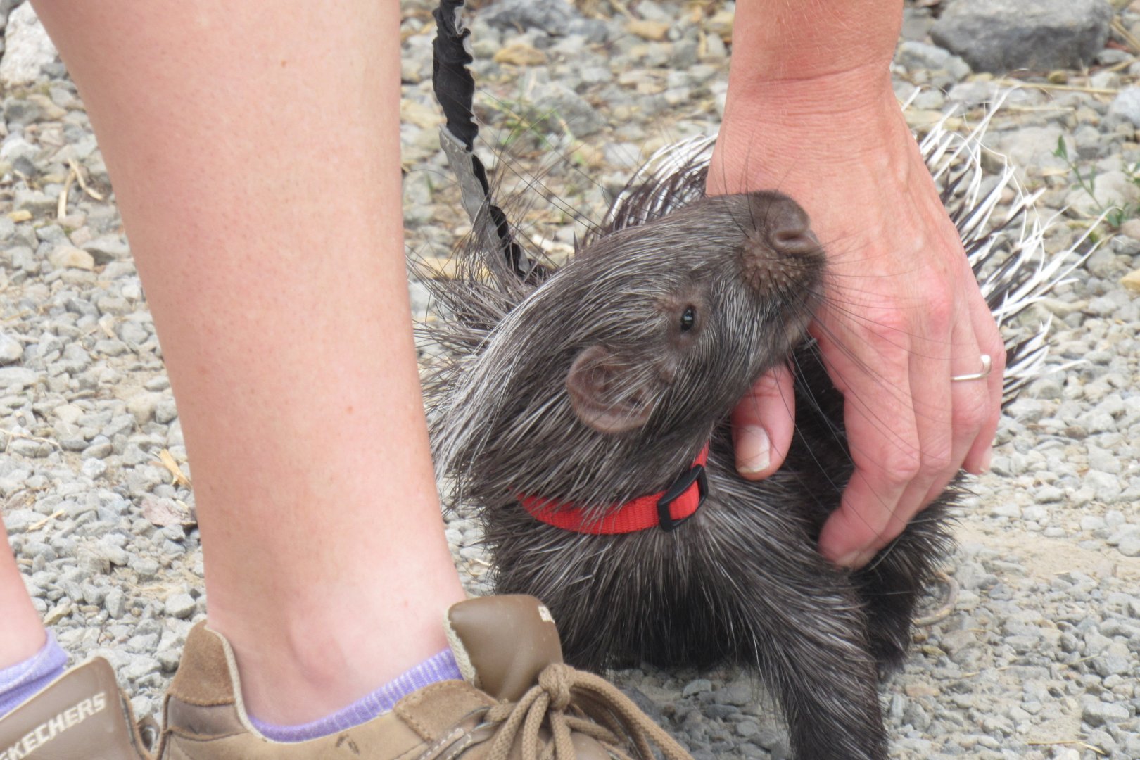 Porcupine on a leash