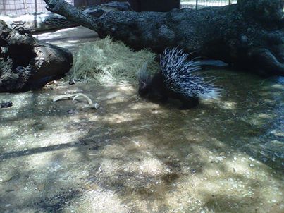 porcupine on exhibit