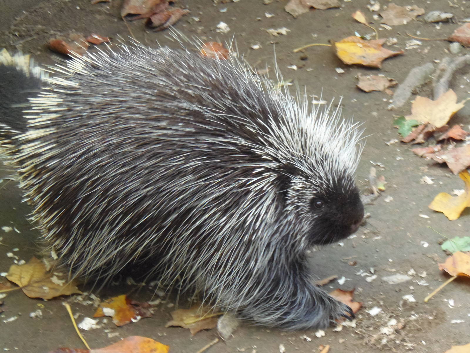 Porcupine Out and About