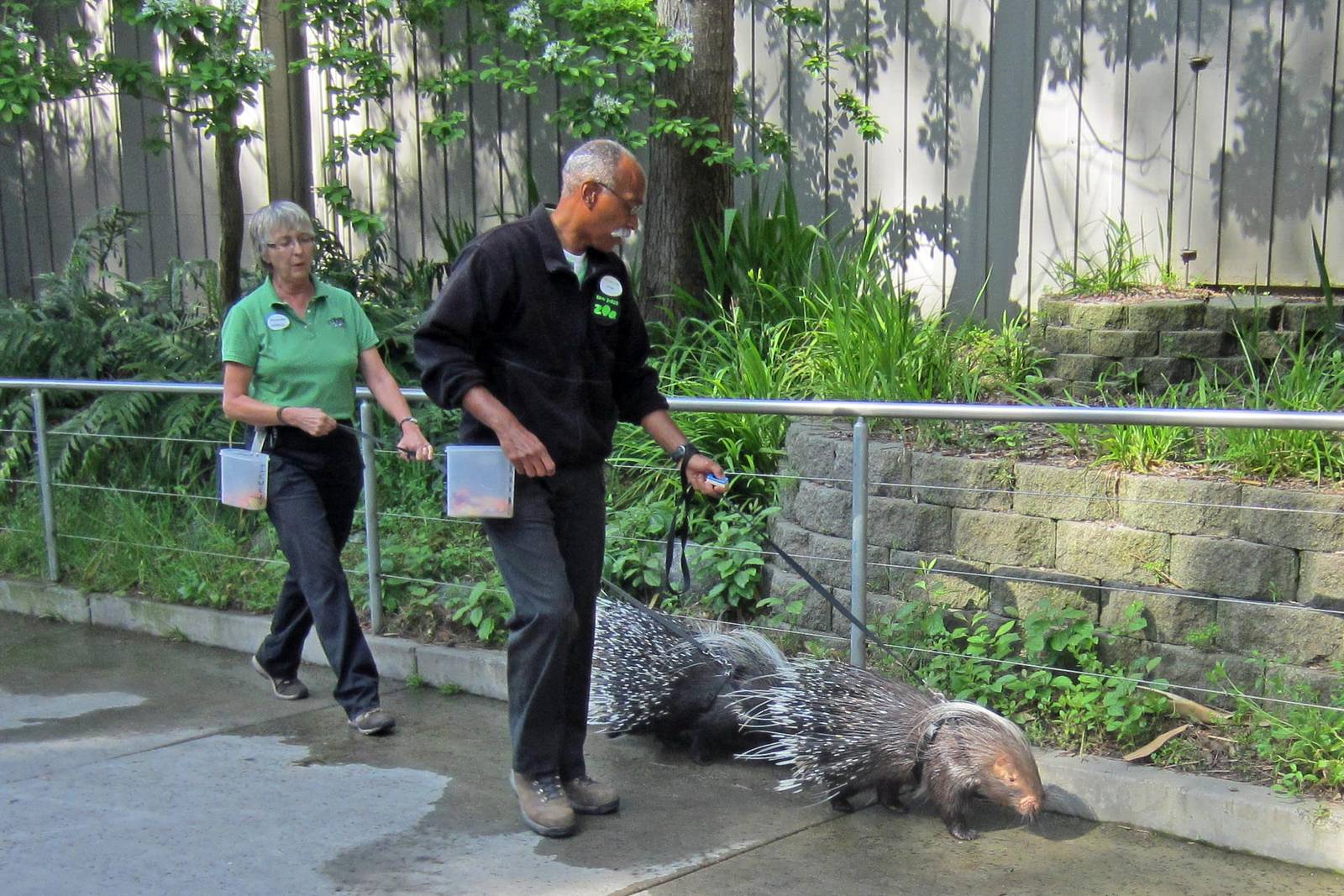 Porcupine out for a walk