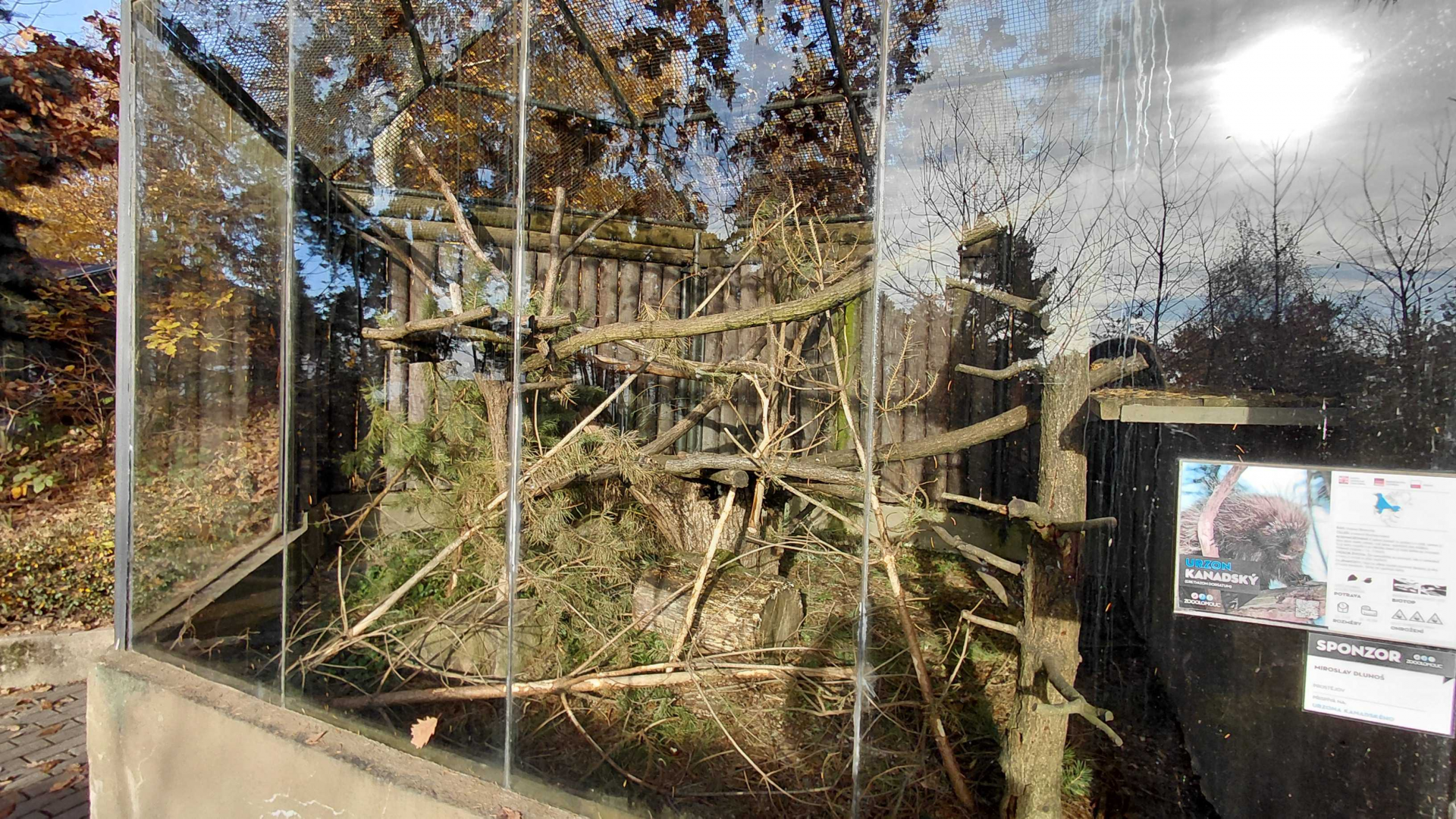 Porcupine outdoor exhibit #1