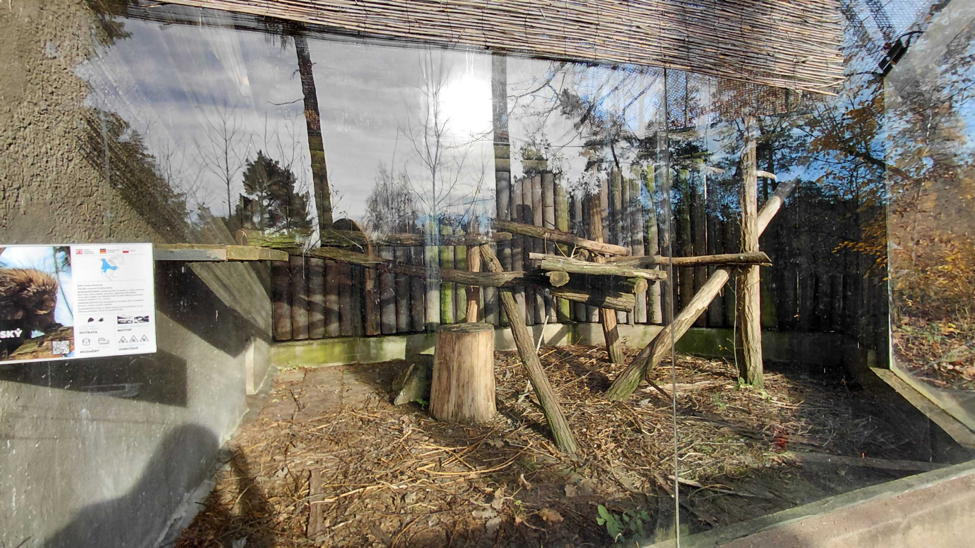 Porcupine outdoor exhibit #2