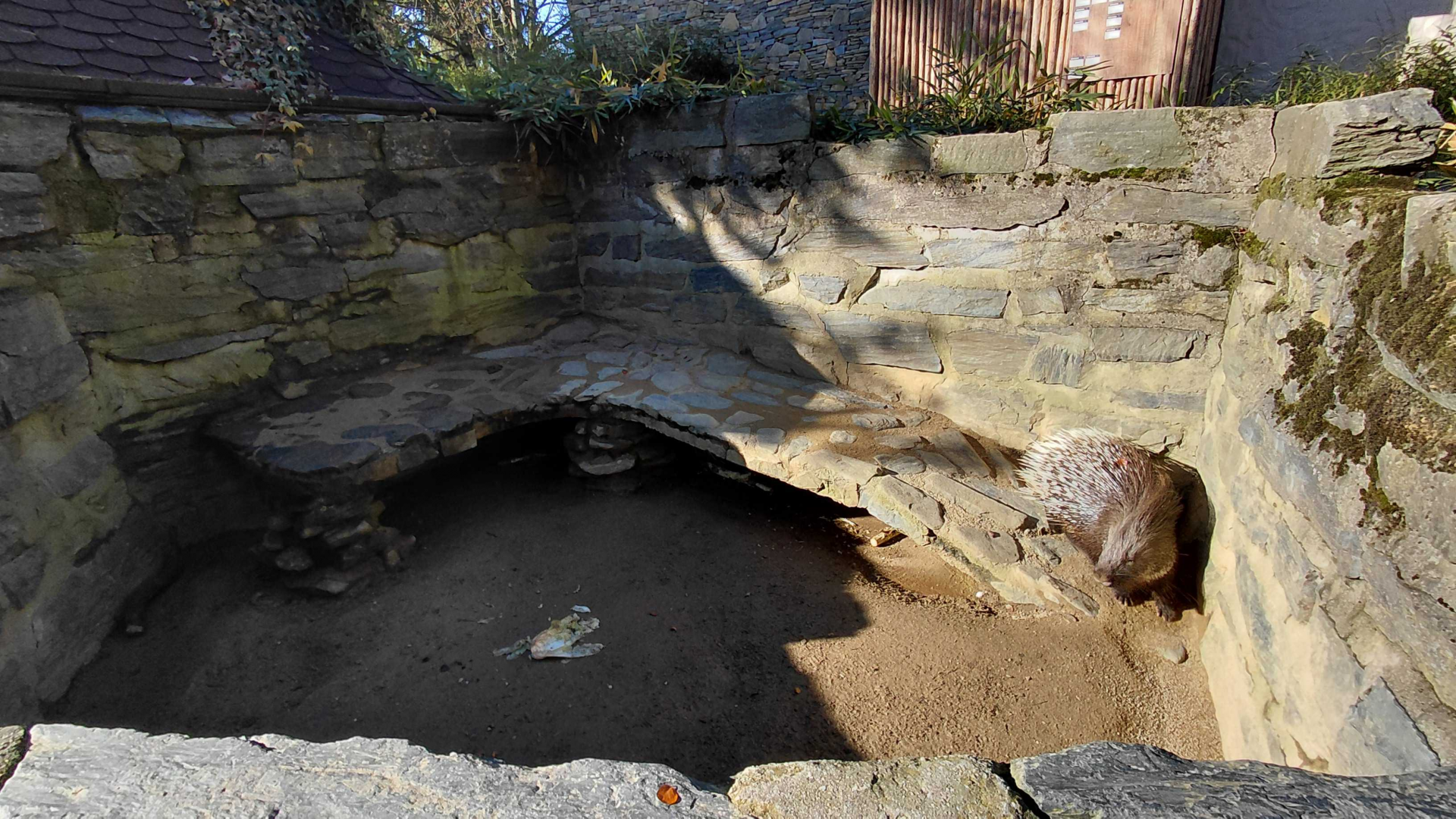 Porcupine outdoor exhibit