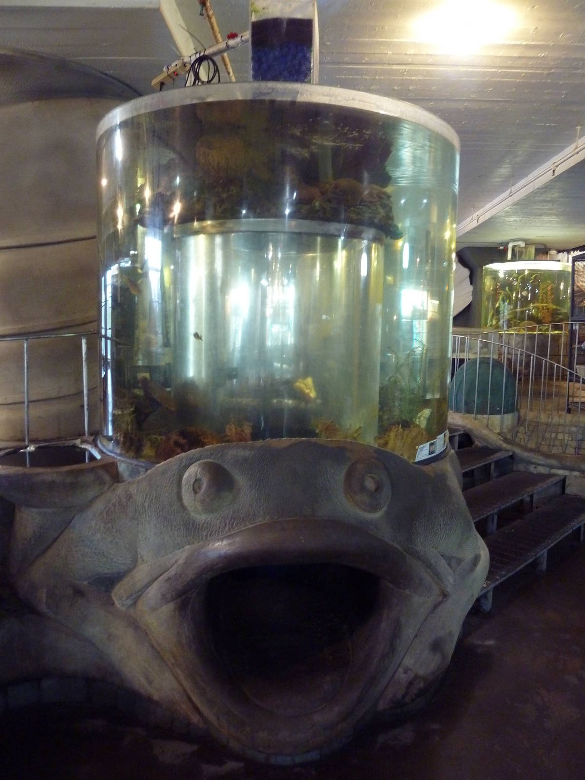 Porcupine Puffer/Queen Angelfish Exhibit