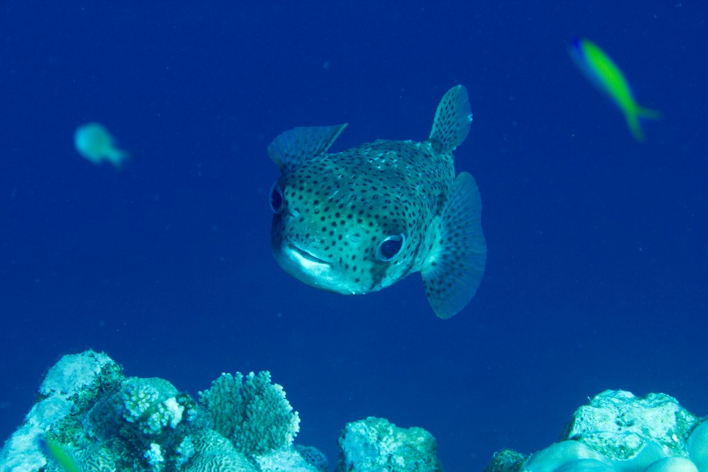 Porcupine Puffer