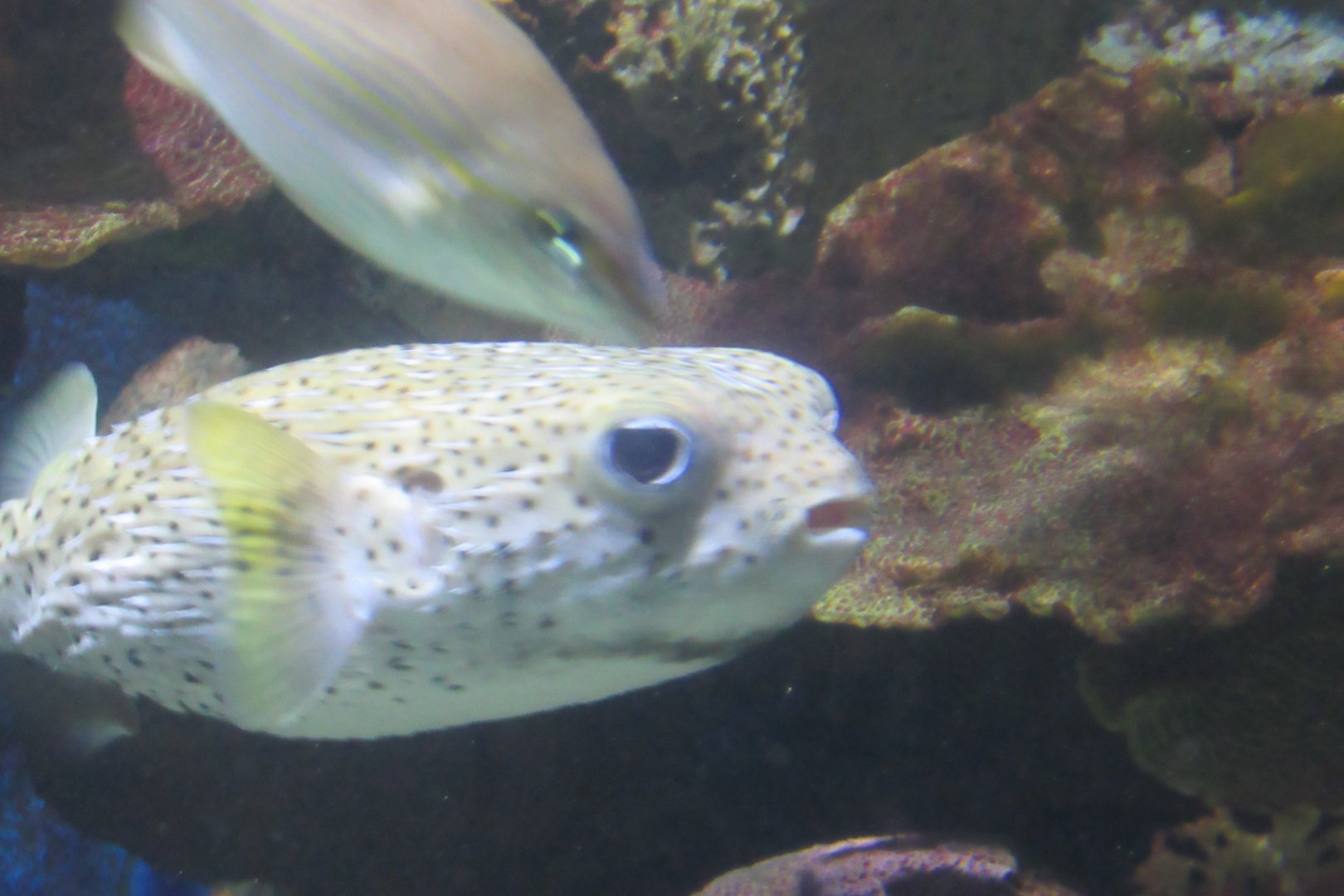 porcupine puffer