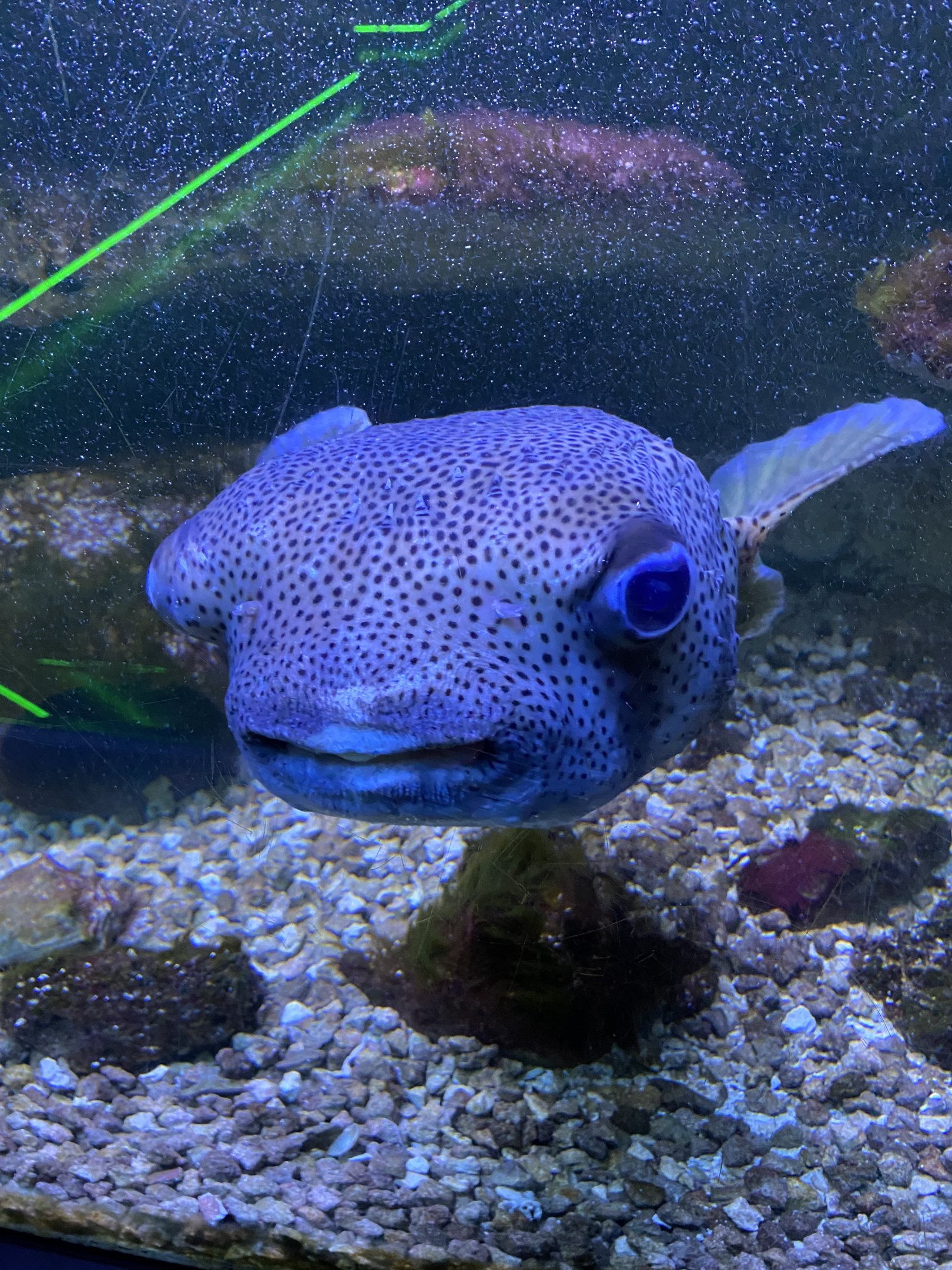 Porcupine Puffer