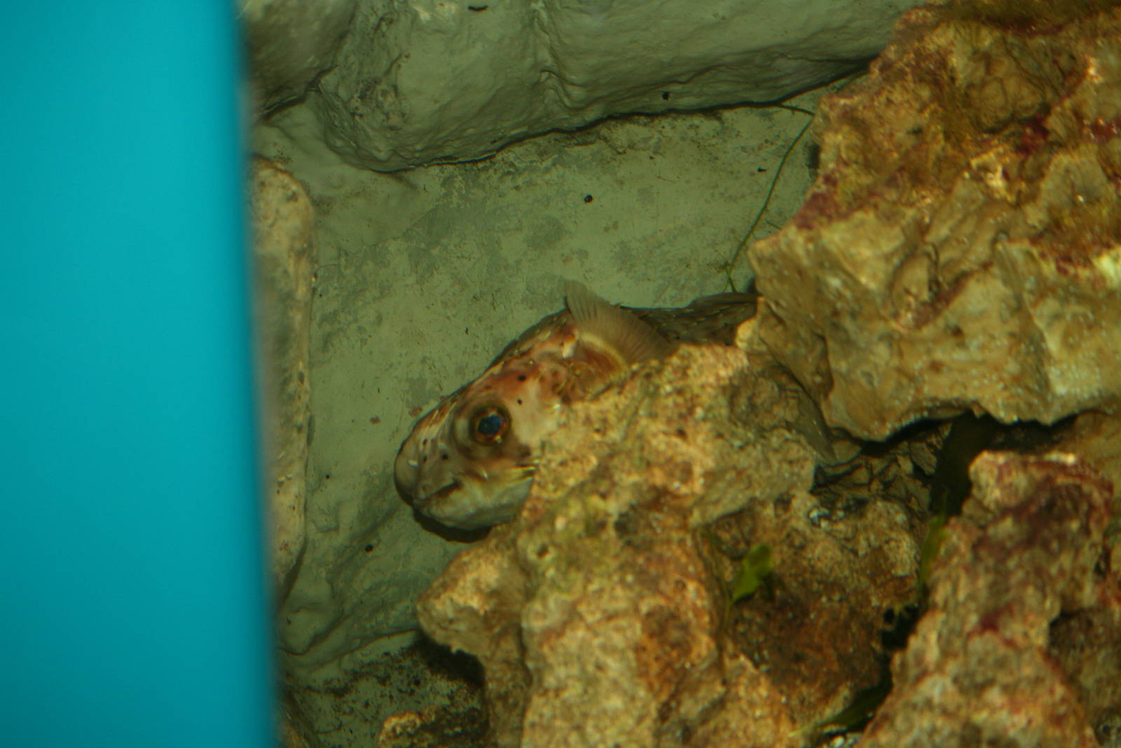 Porcupine pufferfish