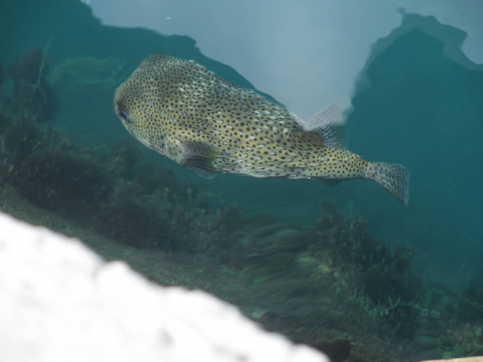 Porcupine Pufferfish