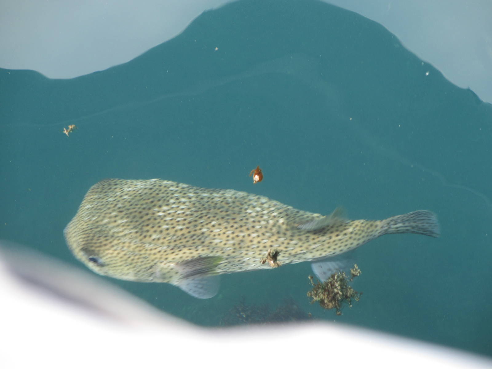 Porcupine Pufferfish
