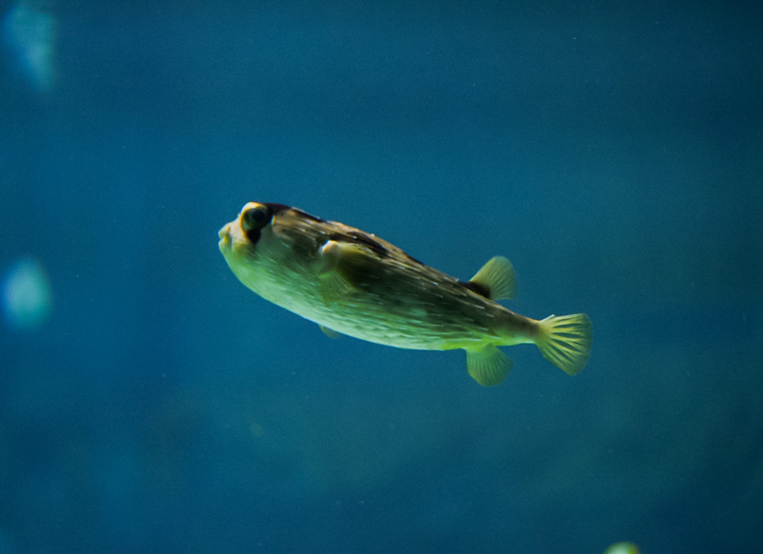 Porcupine Pufferfish