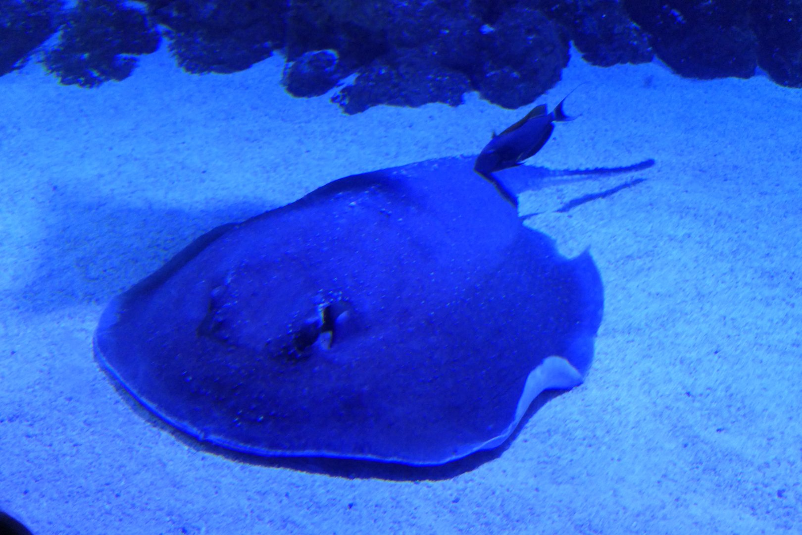 Porcupine Ray (Urogymnus asperrimus)