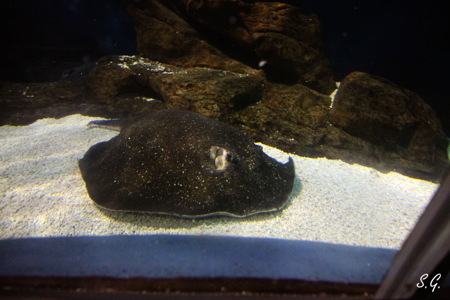 Porcupine ray