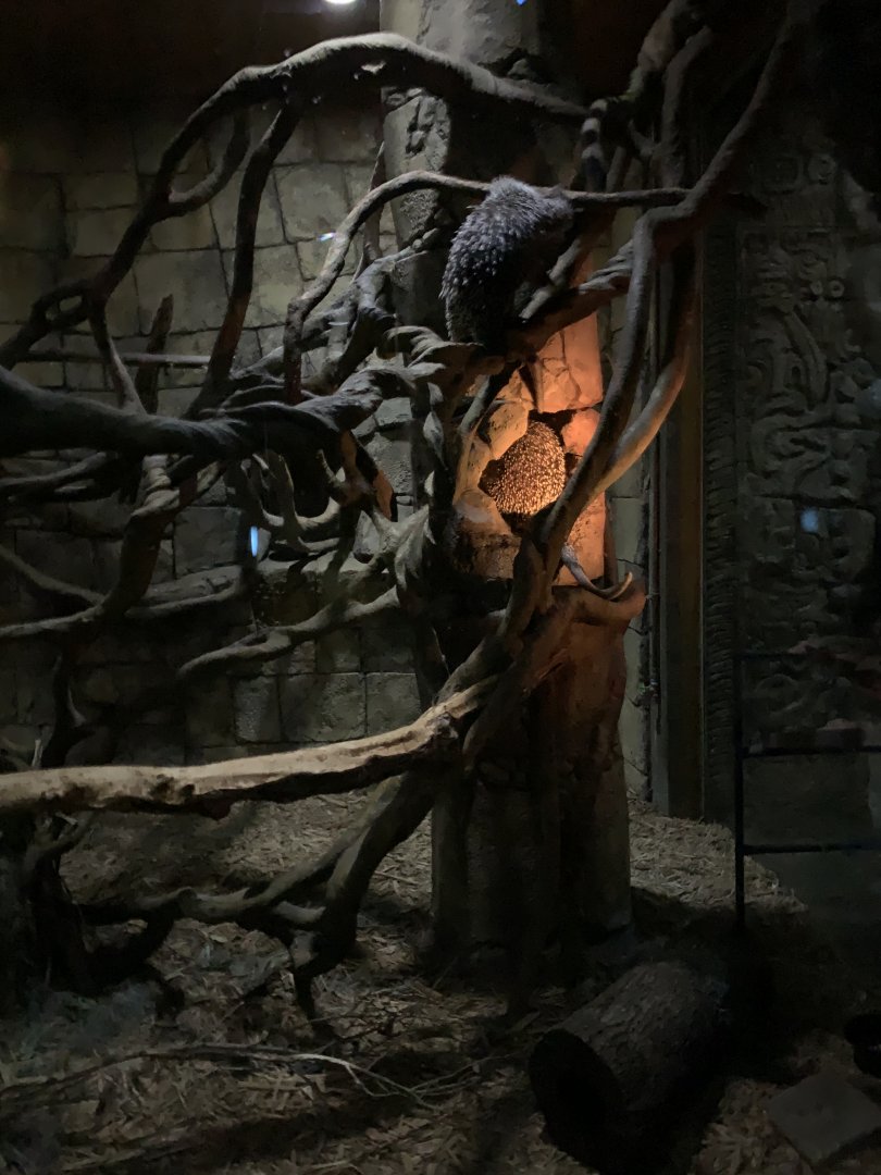Porcupine/Ringtail exhibit - Nocturnal House