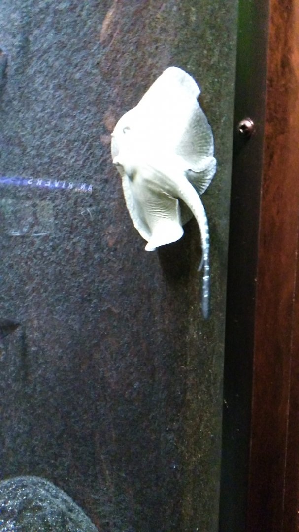 Porcupine river stingray