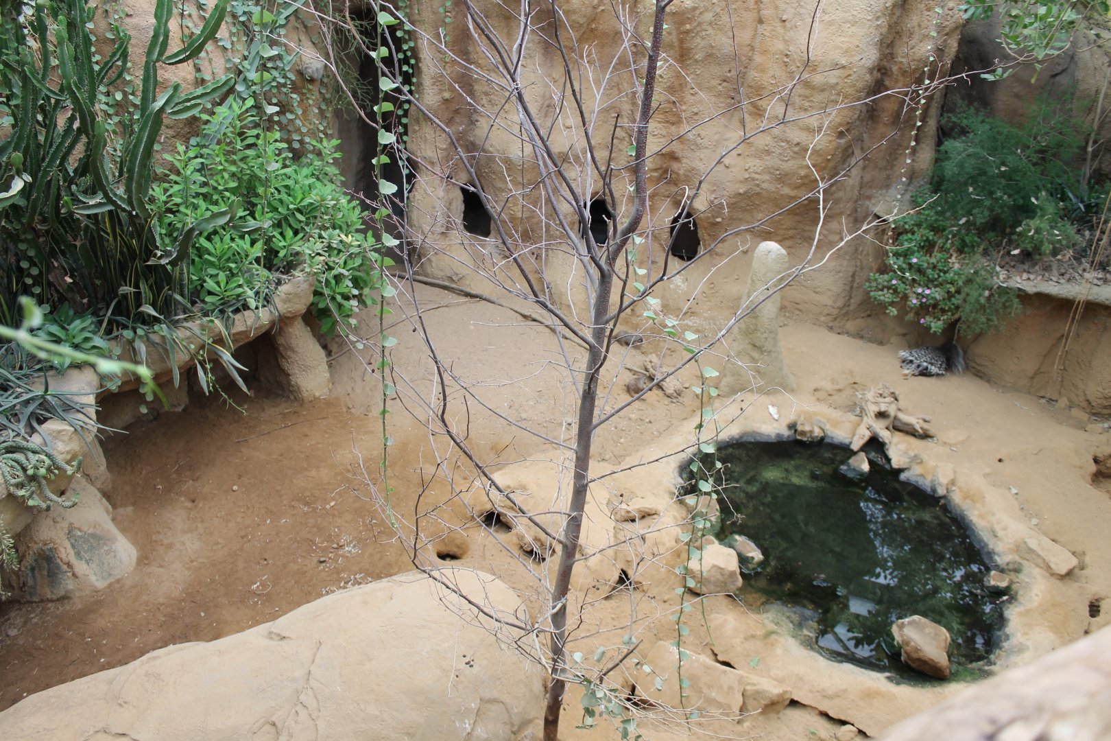 Porcupine - Tortoise Enclosure