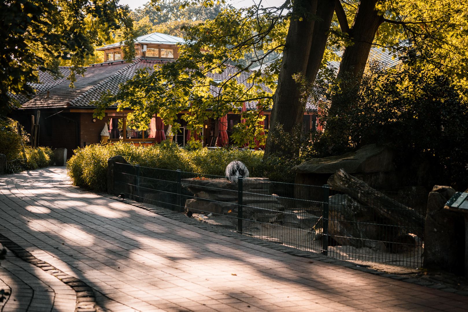 Porcupine with restaurant in the back