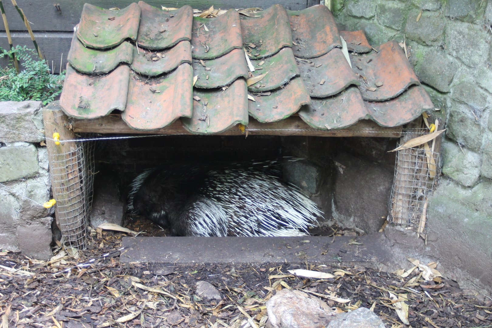 Porcupine with young